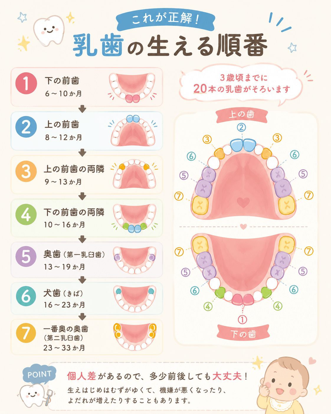 乳歯の生える順番